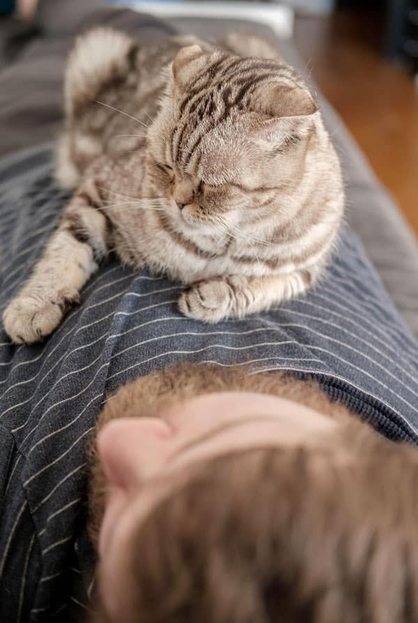 chat gris ronronne les yeux fermes