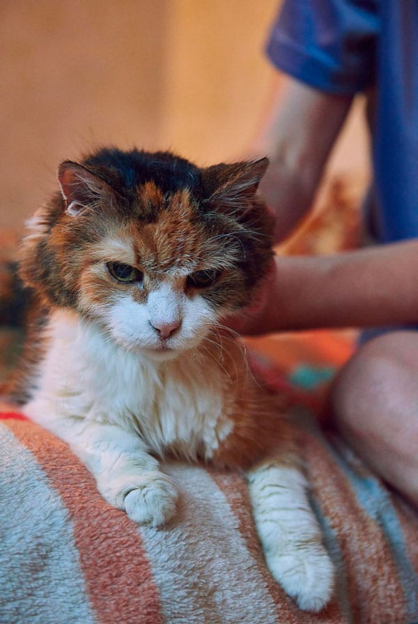 Chat marron et blanc caresse humain regard vide
