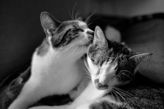 deux-chats-font-leur-toilette-en-ronronnant