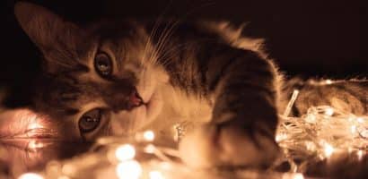 un-chat-allongé-ronronne