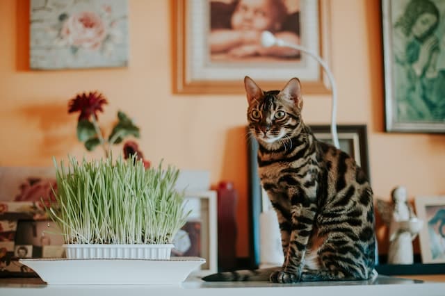 un-chat-bengal-assis-sur-une-table