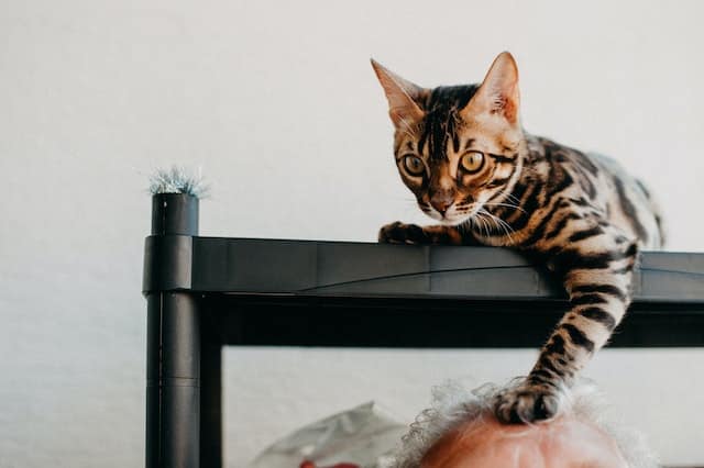 un-chat-bengal-couché-sur-une-étagère