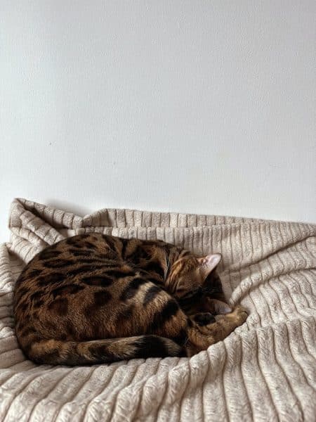 un-chat-bengal-qui-dort-sur-un-lit