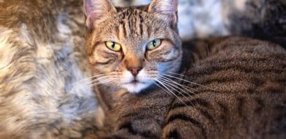 un-chat-couché-les-yeux-ouverts