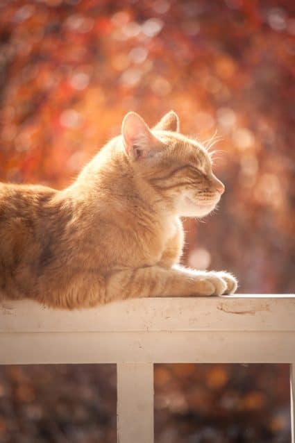 un-chat-couché-qui-semble-heureux