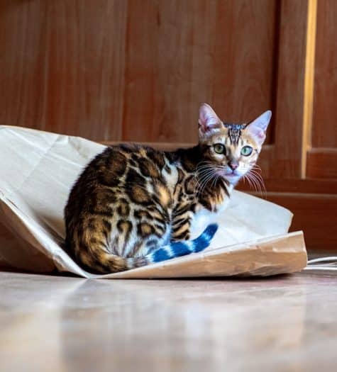 un-chat-de-race-bengal-assis-sur-un-carton