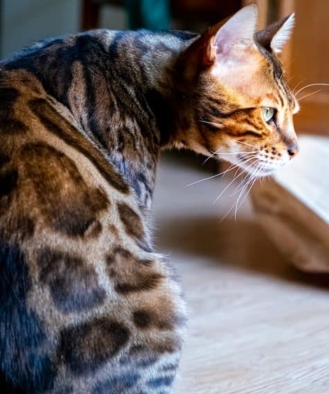 un-chat-de-race-bengal-au-pelage-tacheté