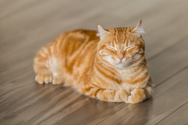 un-chat-roux-couché-avec-les-yeux-clos