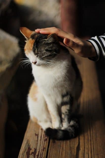 un-chat-se-fait-caresser-la-tete