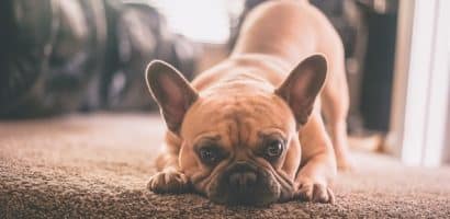un-chien-bouledogue-de-race-brachycéphale
