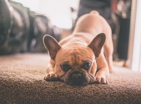 un-chien-bouledogue-de-race-brachycéphale