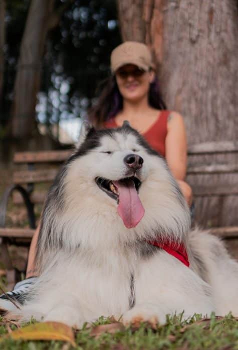 un-chien-heureux-en-promenade