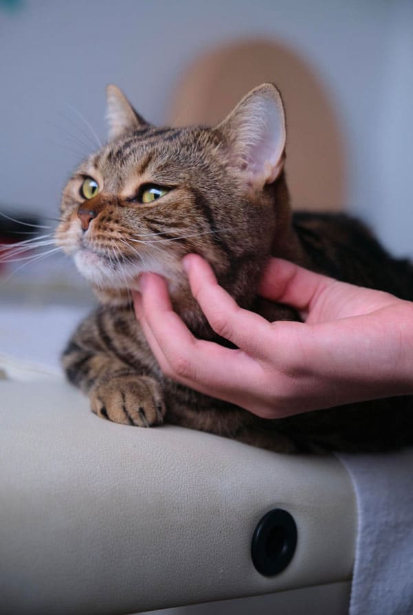 Chat marron epileptique caressé par un humain