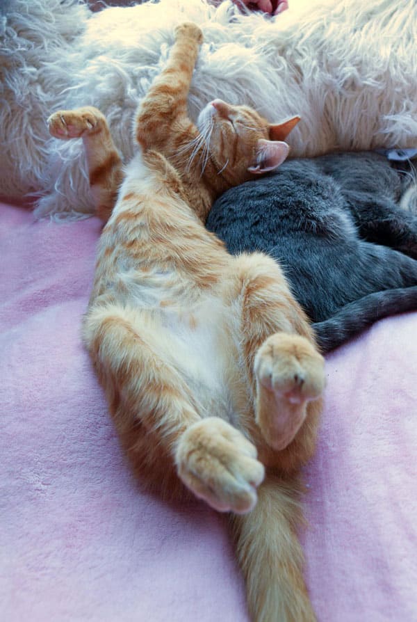 Chaton roux qui ronronne heureux