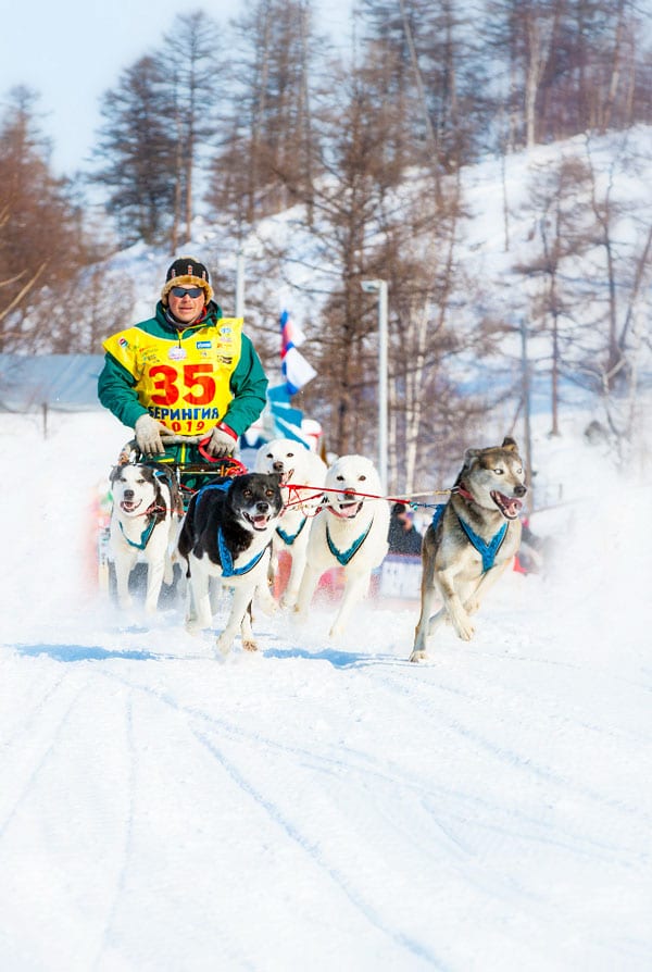 Course de traineau alaska inspiration togo
