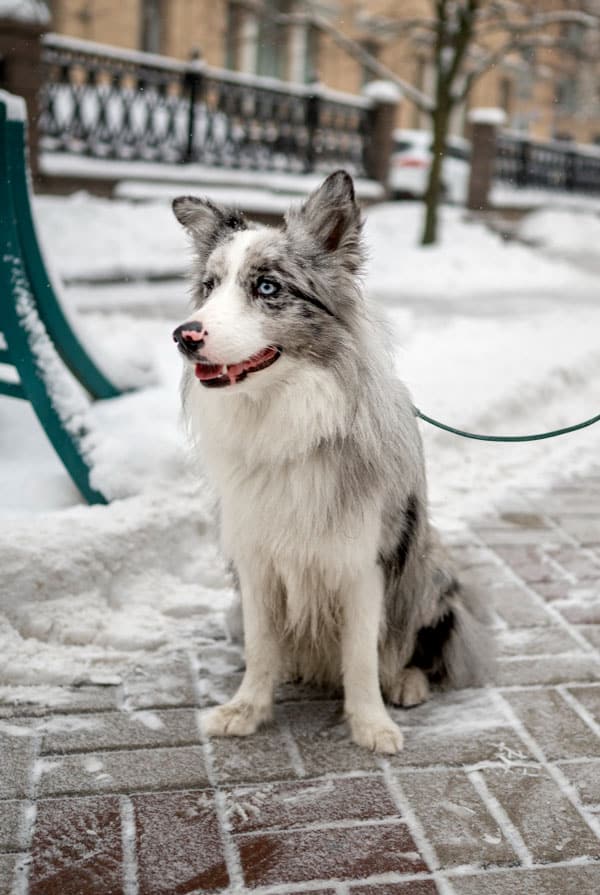Balto, husky croisé blanc