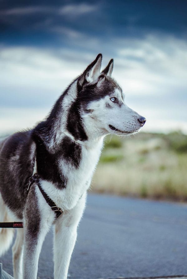 Husky sibérien togo noir et blanc
