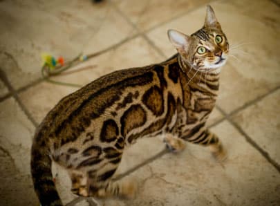 Chat bengal qui nous regarde