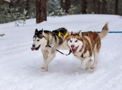 Togo et Balto, des chiens héros qui ont sauvé des vies