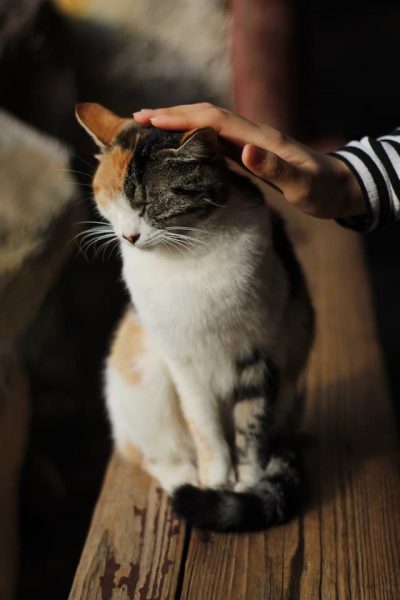 un-chat-se-fait-caresser-la-tete