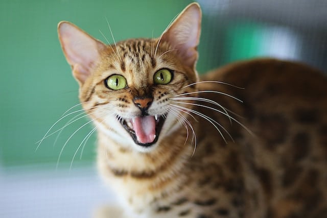 un-chaton-bengal-qui-miaule