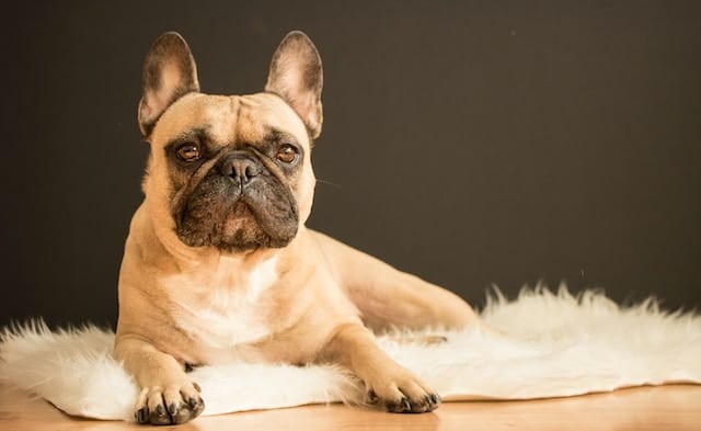 un-chien-de-race-bouledogue