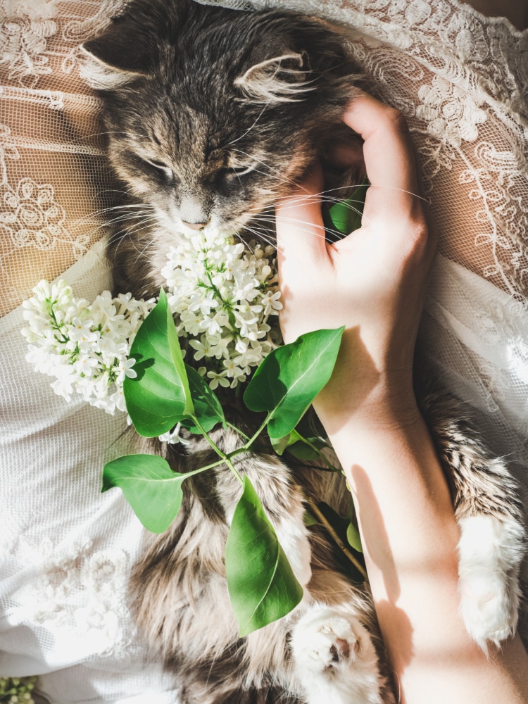 Chat avec une fleur allongé sur le lit pour se reposer