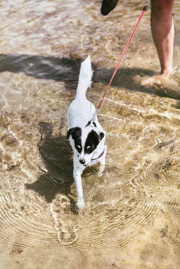 Chien qui se baigne à la mer car il a chaud