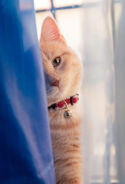 un-chat-roux-derrière-un-rideau
