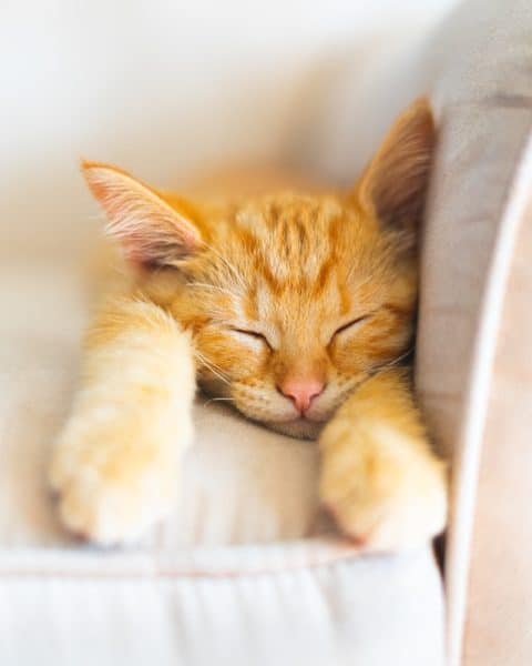 un-chaton-roux-en-train-de-dormir