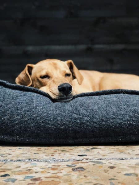 un-chien-couché-qui-se-repose