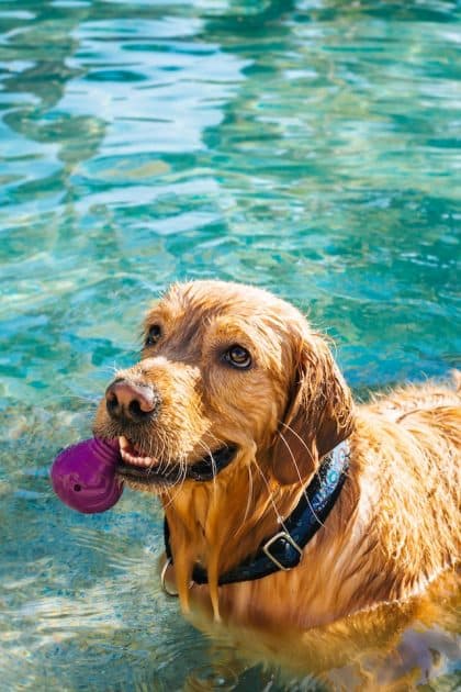 un-chien-patauge-dans-une-piscine-avec-un-jouet