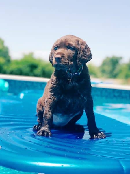 un-chiot-assis-sur-un-tapis-d-eau-rafraichissant