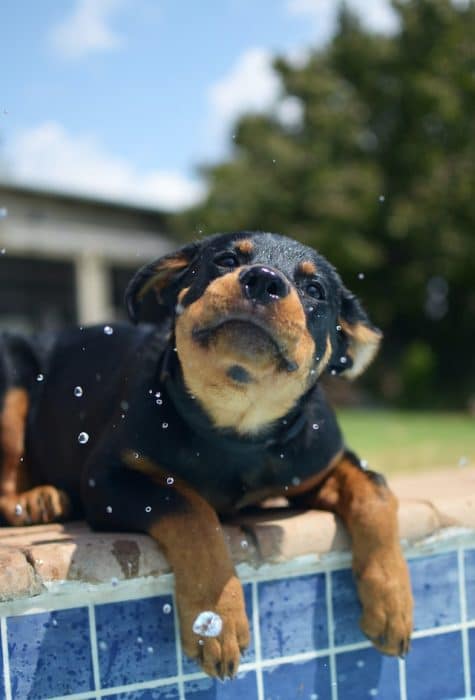 un-chiot-couché-au-bord-d-une-piscine