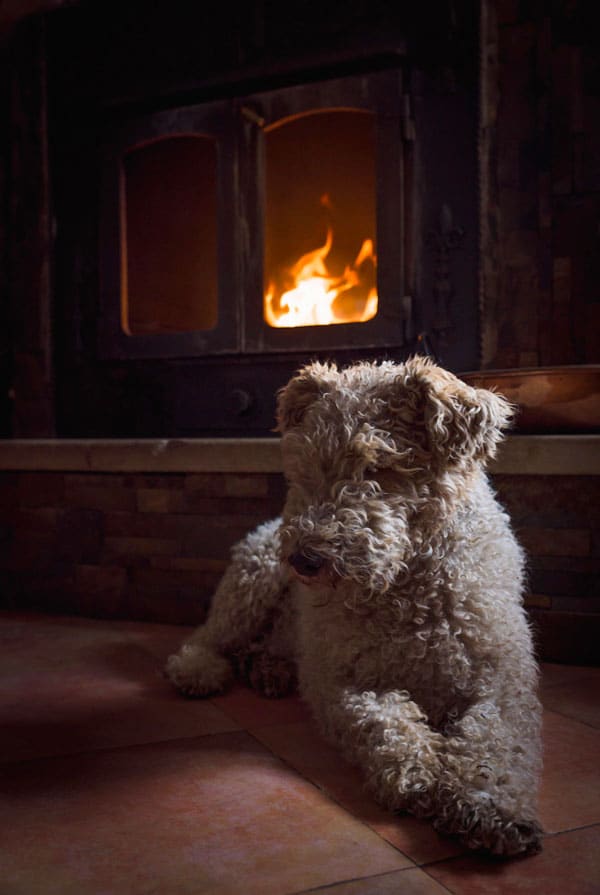 Chien heureux près du feu