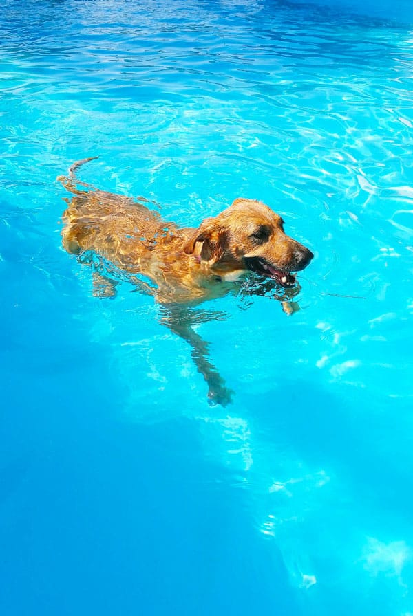 Chien marron qui se baigne dans une piscine pendant la canicule