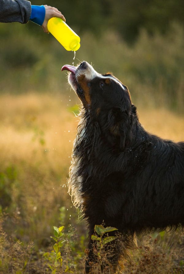 Chien noir qui boit lors de la canicule