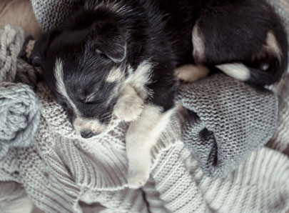 Chien avec les yeux fermés pour dormir