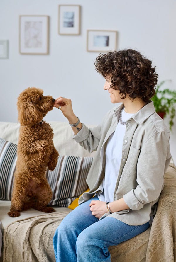 Pet-sitter qui nourri le chien marron