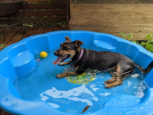 un-chien-allongé-dans-une-piscine