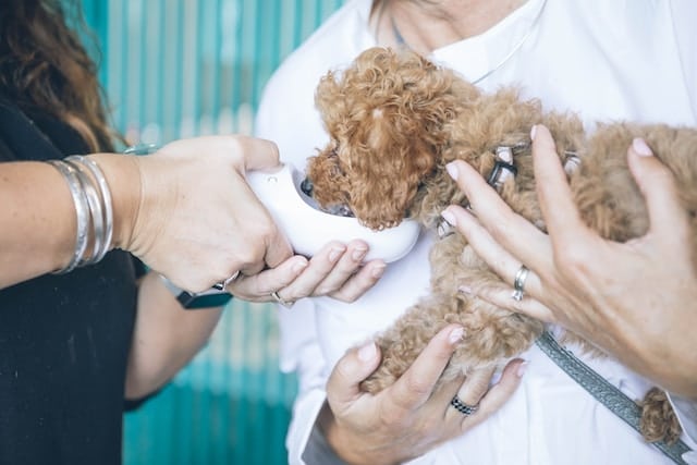 un-chien-boit-dans-une-gourde