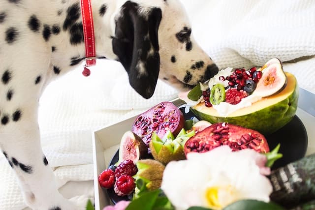 un-chien-dalmatient-mange-des-fruits-d-été