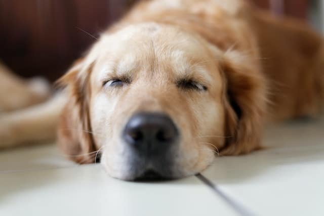 un-chien-dort-au-frais-sur-le-sol