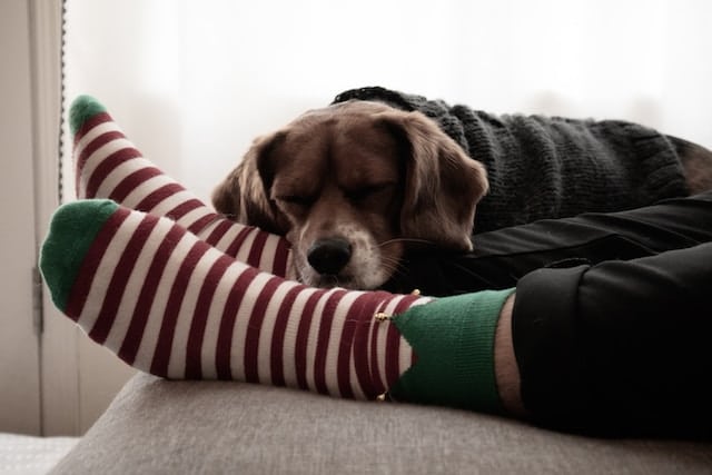 un-chien-dort-avec-son-humain