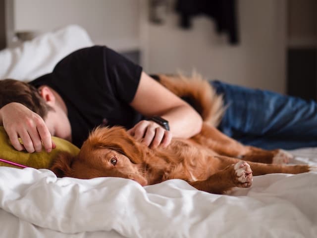 un-chien-dort-sur -un-lit-auprès-de-son-humain