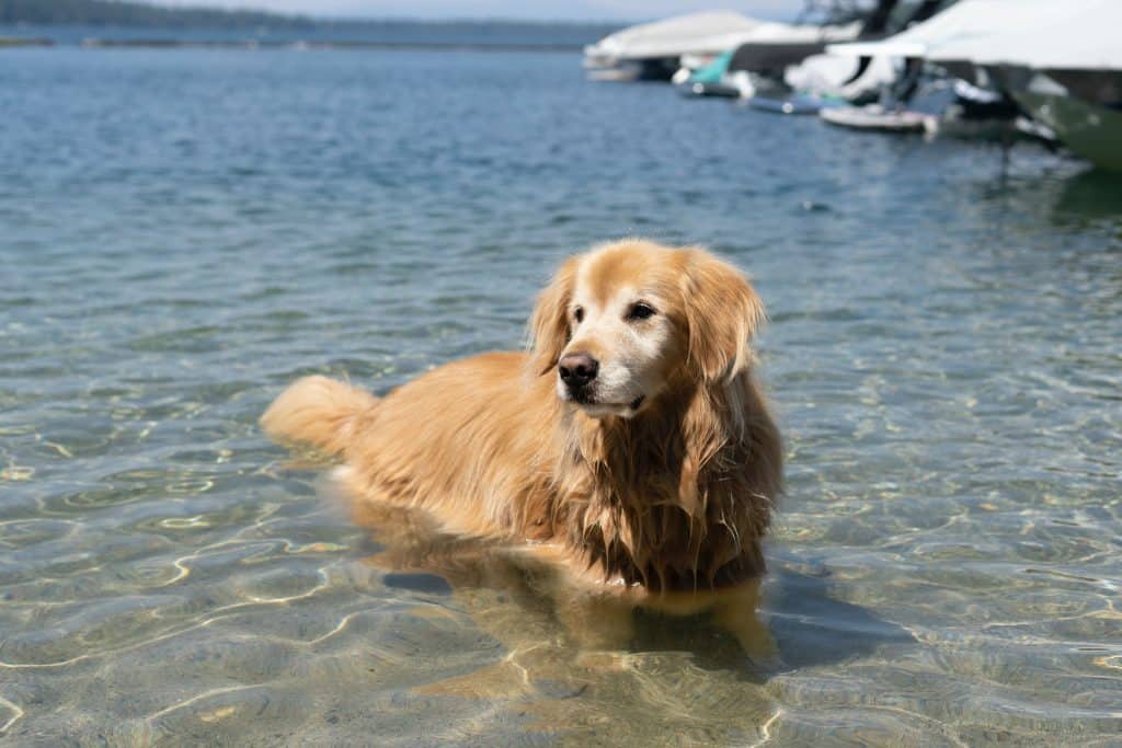 un-chien-se-baigne-dans-l-eau