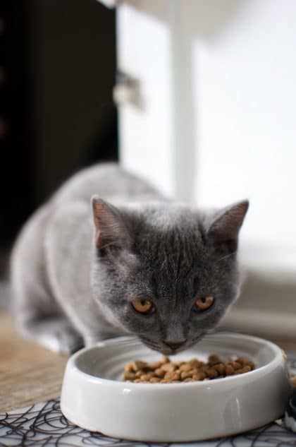 un-chat-mange-des-croquettes