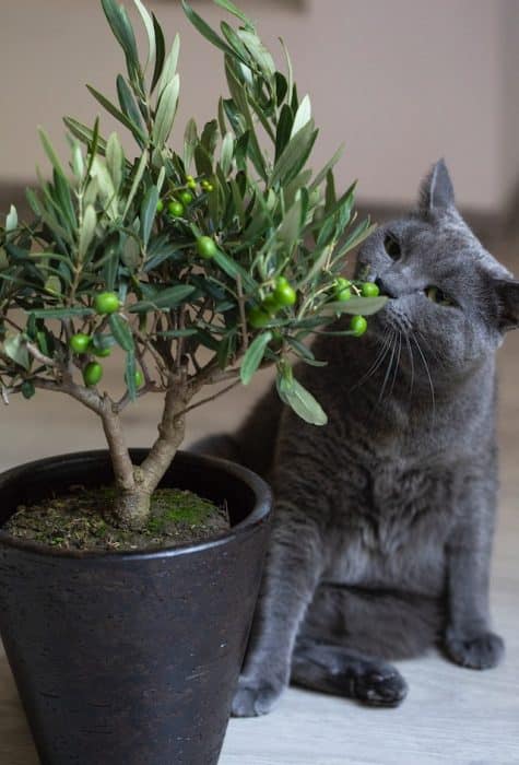 un-chat-renifle-une-plante