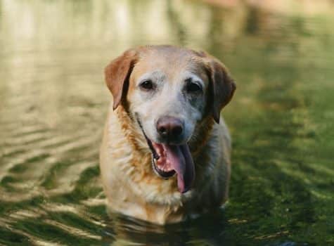 un-chien-se-baigne-dans-un-lac