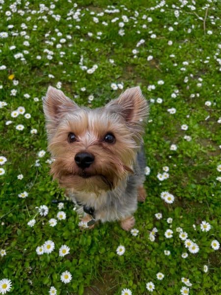 un-petit-chien-yorkshire